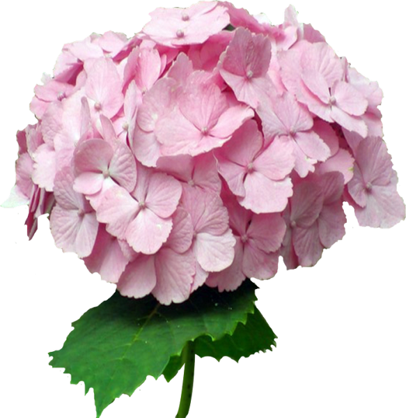 Цветок "гортензия"