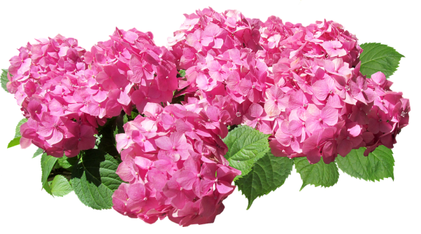 Гортензия Самарская лидияпнг