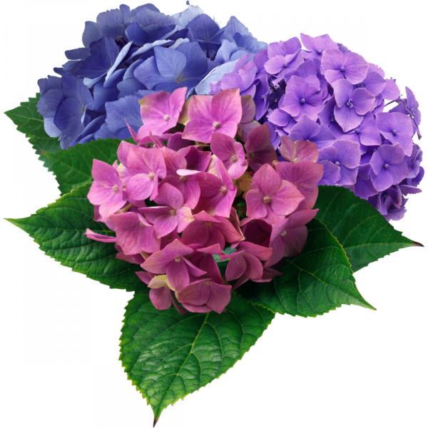 Гортензия алая