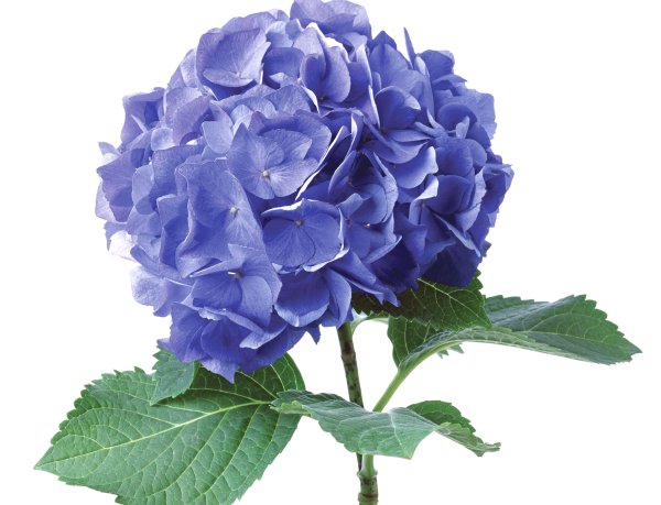 Гортензия гидрангея синяя
