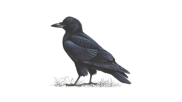 Перелетные птицы Грач для детей