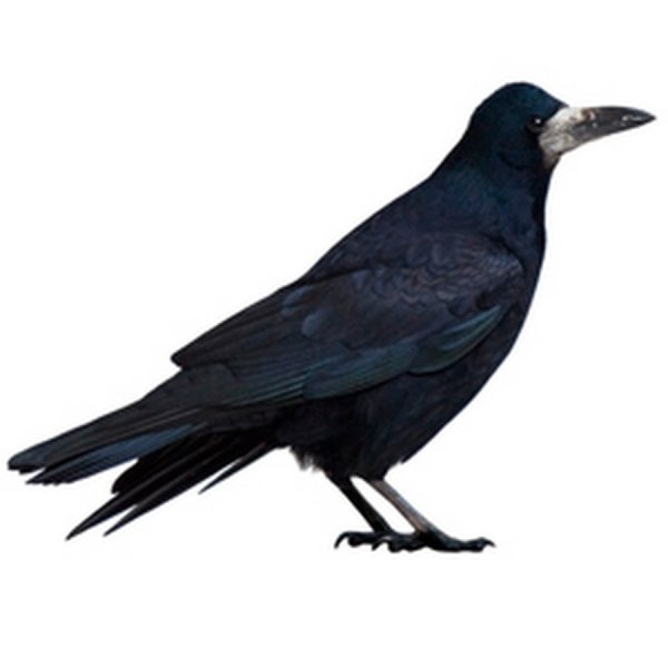 Грач птица на белом фоне