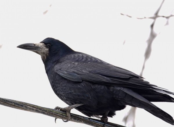 Полевой Грач