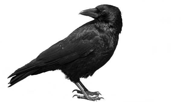 Ворон на белом фоне
