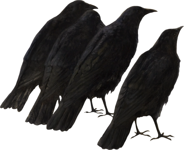 Ворона картинка для детей