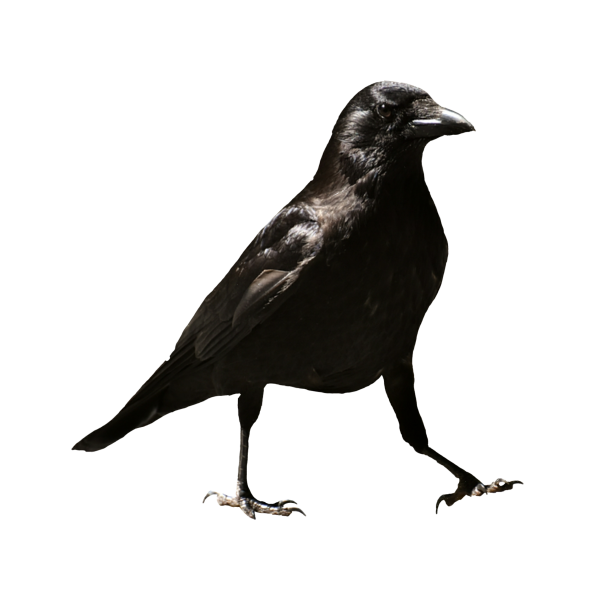 Ворона на прозрачном фоне
