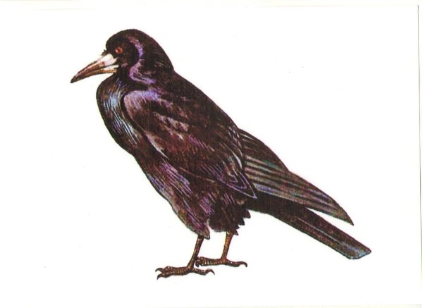 Грач для дошкольников