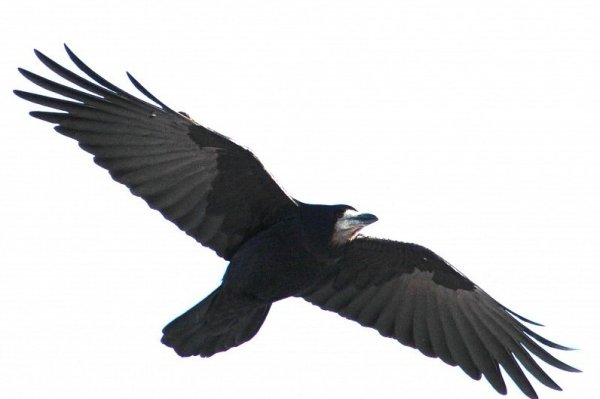 Грачи летают