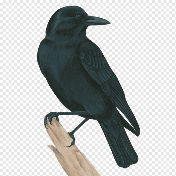 Грач на белом фоне