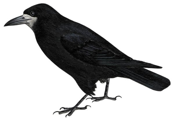 Перелетные птицы Грач для детей