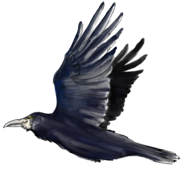 Грач без фона