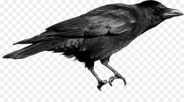Ворона на прозрачном фоне