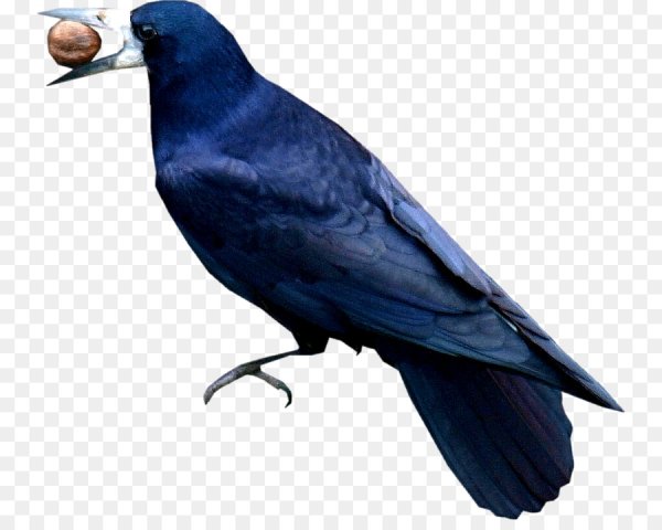 Грач на прозрачном фоне