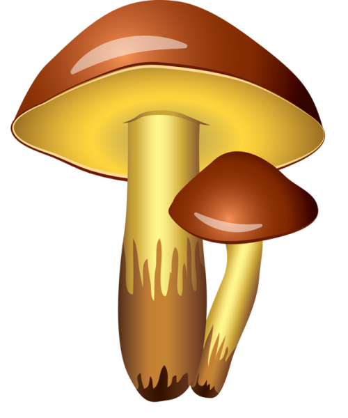 Грибы на прозрачном фоне