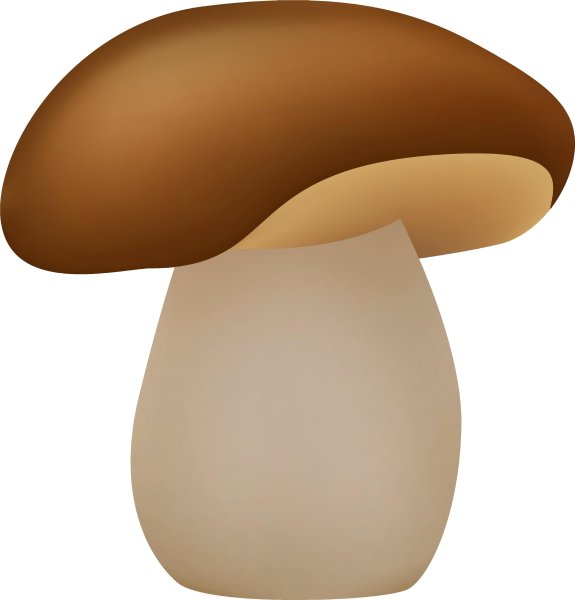 Грибы на прозрачном фоне