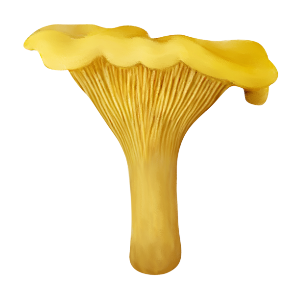 Грибы лисички