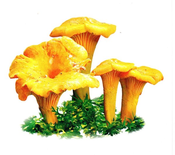 Съедобные грибы лисички