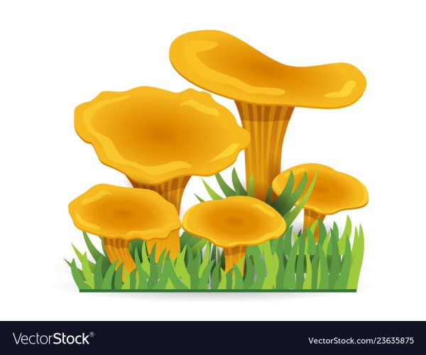 Лисичка гриб для детей дошкольников