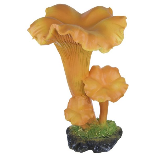 Гриб Лисичка картинка на белом фоне