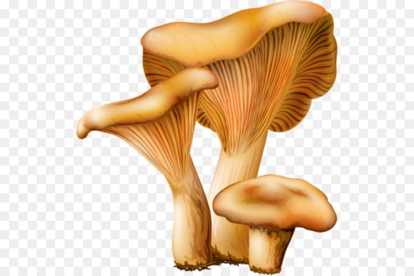 Лисичка гриб без фона