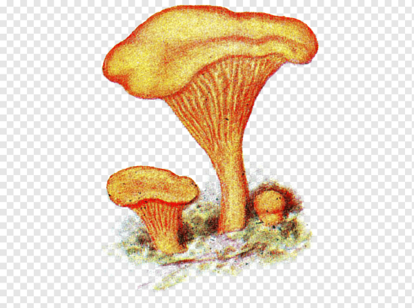 Гриб Лисичка для детей