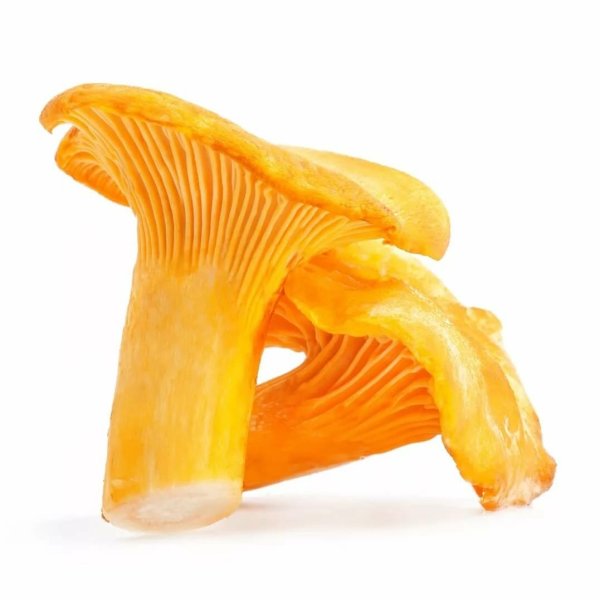 Лисичка гриб на белом фоне