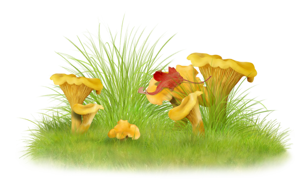 Клипарт грибы на прозрачном фоне