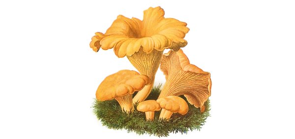 Лисичка гриб на белом фоне