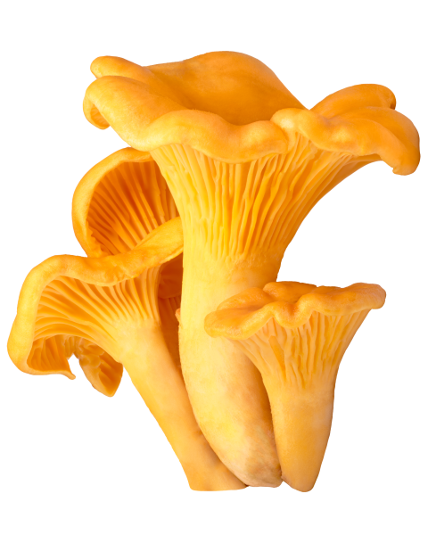 Гриб Лисичка для детей