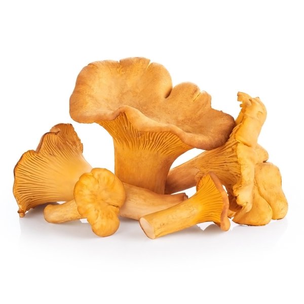 Съедобные грибы лисички