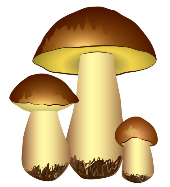 Грибы мульт