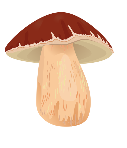 Клипарт грибок на прозрачном фоне