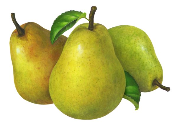 Груша рисунок