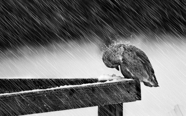 Грустная птица