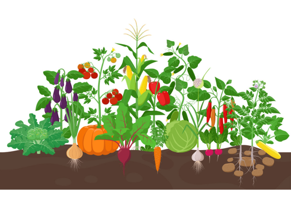 Огород без фона для презентации