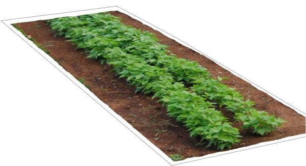 Грядка на белом фоне