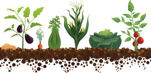Овощи на грядке вектор