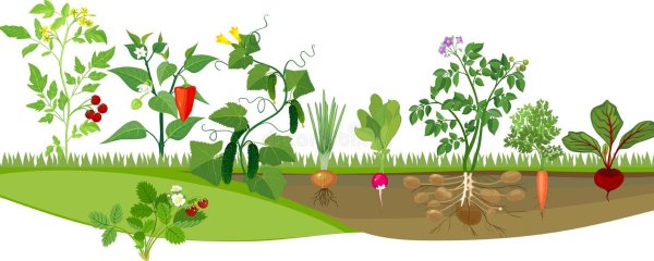 Огород грядки вектор