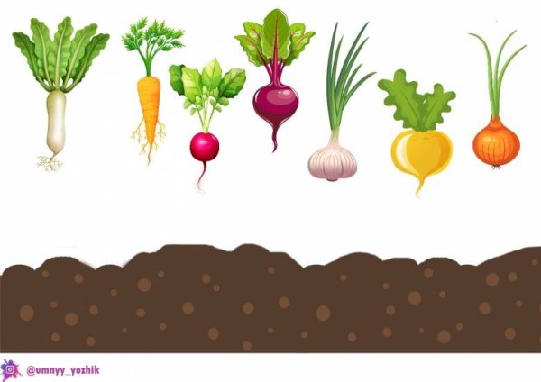 Грядка без овощей