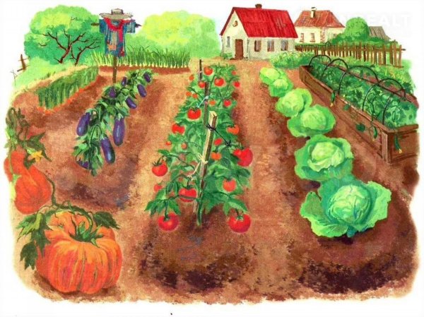 Огород иллюстрация