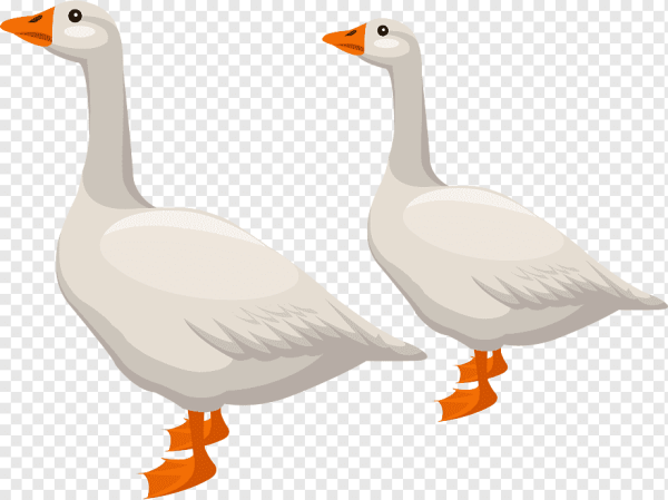 Гусь на белом фоне для детей