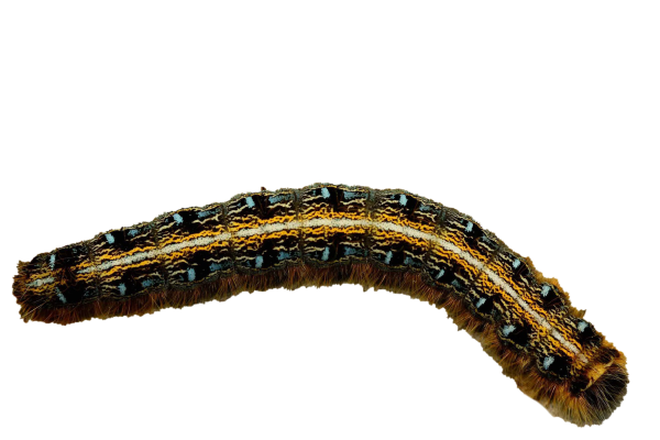 Гусеница бабочки