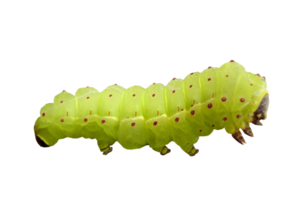 Гусеница без фона