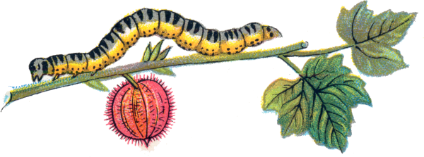 Гусеница на белом фоне