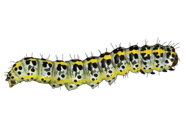 Гусеница на прозрачном фоне