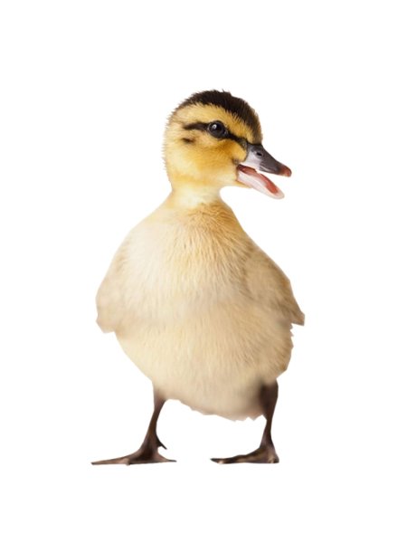 Утка Мулард селезень