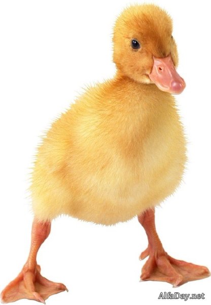 Утята и гусята