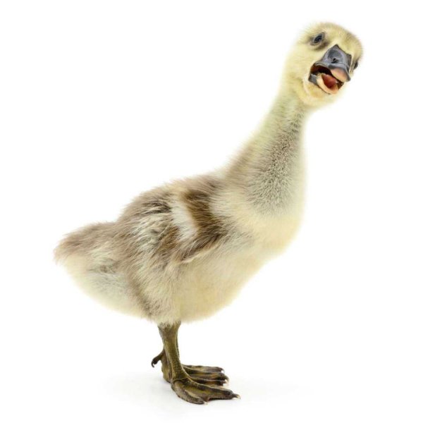 Гусенок белый