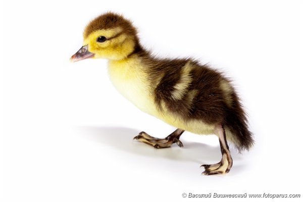 Гусенок на белом фоне