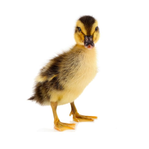 Гусенок на прозрачном фоне